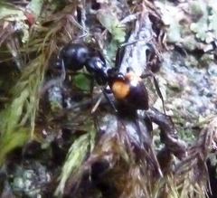 Crematogaster schencki