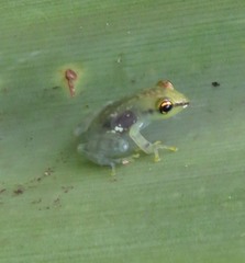 Guibemantis