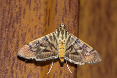 Arthromastix lauralis
