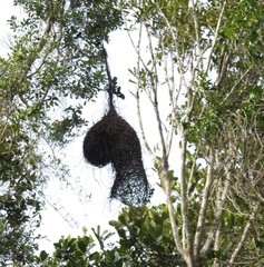 Ploceus nelicourvi