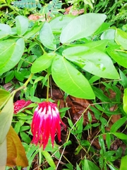 Calliandra tergemina emarginata