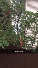 Clianthus