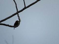 Brachygalba lugubris