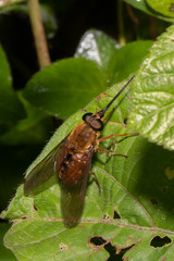 Pangoniinae