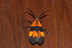 Correbidia terminalis