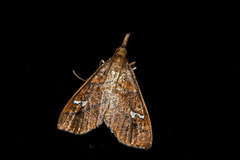 Odilla noralis