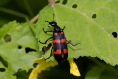 Hycleus biundulatus