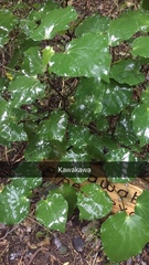 Piper excelsum excelsum