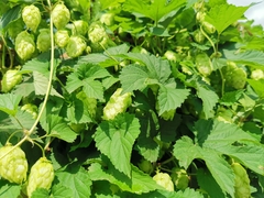 Humulus lupulus