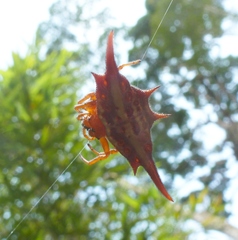Gasteracantha versicolor