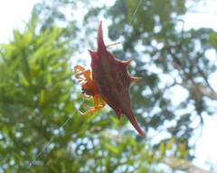 Gasteracantha versicolor