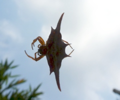 Gasteracantha versicolor
