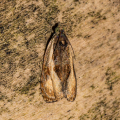 Olethreutes nigranum