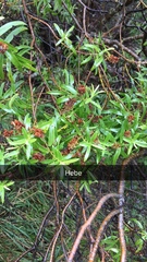 Veronica strictissima