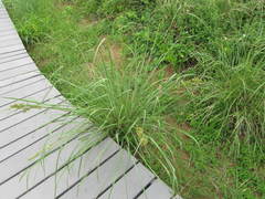 Cymbopogon nardus