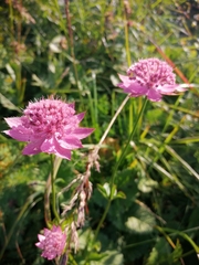 Astrantia maxima