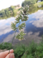 Dactylis glomerata
