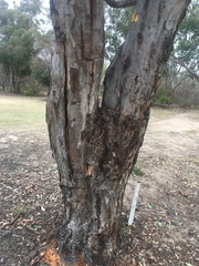 Eucalyptus prava
