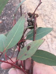 Eucalyptus prava