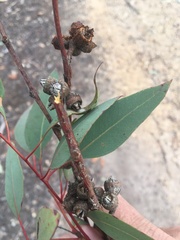 Eucalyptus prava
