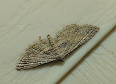 Araeopteron canescens