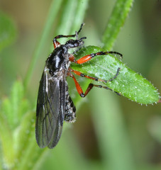 Bibio xanthopus