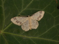 Idaea trigeminata