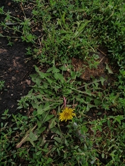 Taraxacum officinale