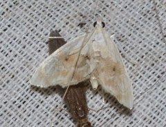 Lipocosma sicalis