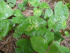 Scrobipalpula manierreorum