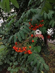 Sorbus aucuparia