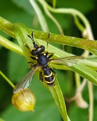 Conopini