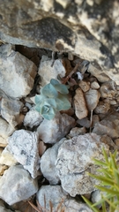 Euphorbia fontqueriana