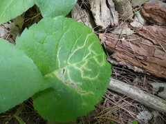 Scrobipalpula manierreorum