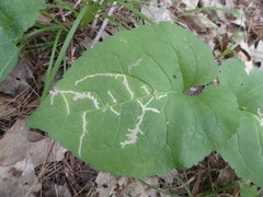 Scrobipalpula manierreorum