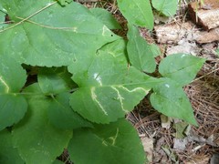 Scrobipalpula manierreorum