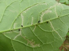 Scrobipalpula manierreorum