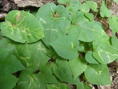 Scrobipalpula manierreorum