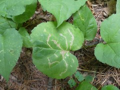 Scrobipalpula manierreorum