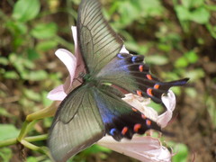 Papilio dehaanii