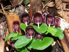 Corybas grumulus