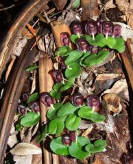 Corybas grumulus