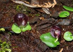 Corybas grumulus