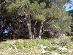 Todiramphus sanctus sanctus