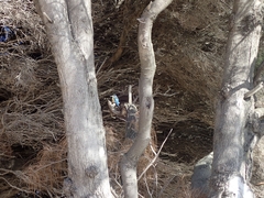 Todiramphus sanctus sanctus