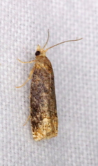 Eucosma ochroterminana