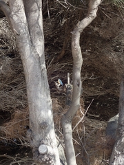 Todiramphus sanctus sanctus