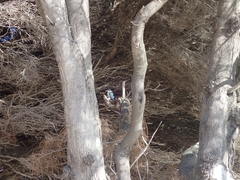 Todiramphus sanctus sanctus