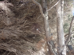 Todiramphus sanctus sanctus