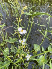 Sagittaria trifolia